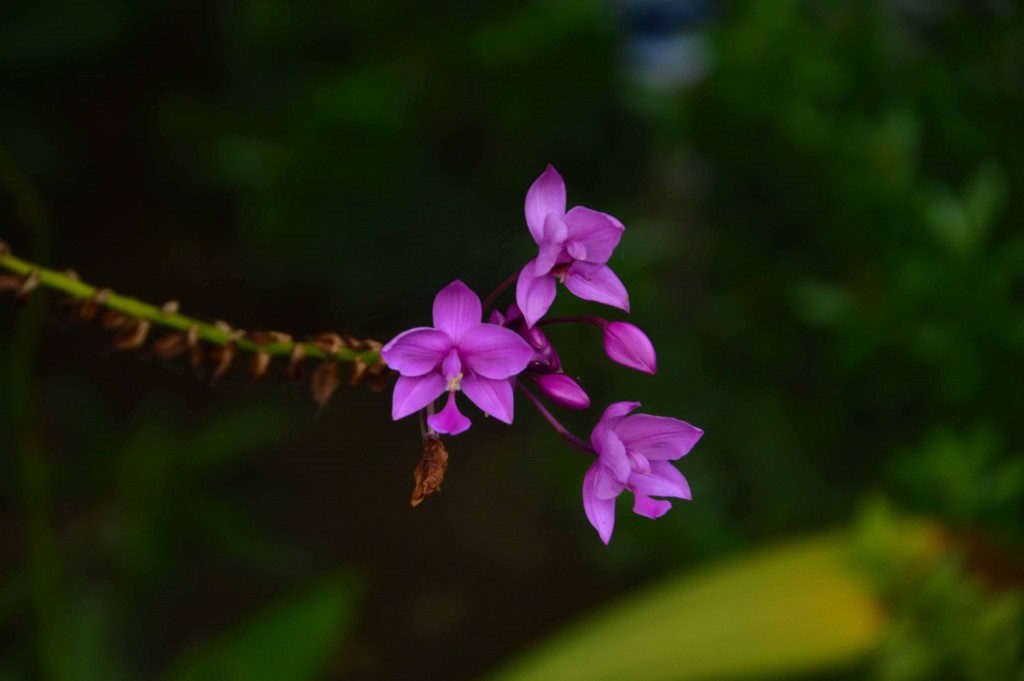 Foto de Esterillos (Puntarenas), Costa Rica