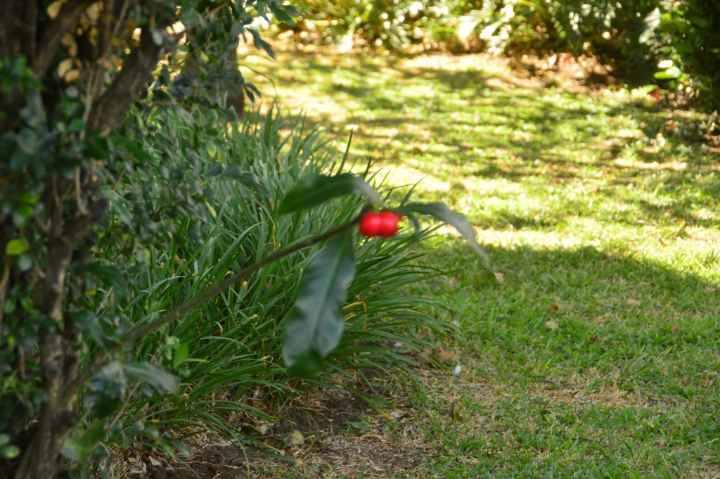 Foto de Alajuela, Costa Rica