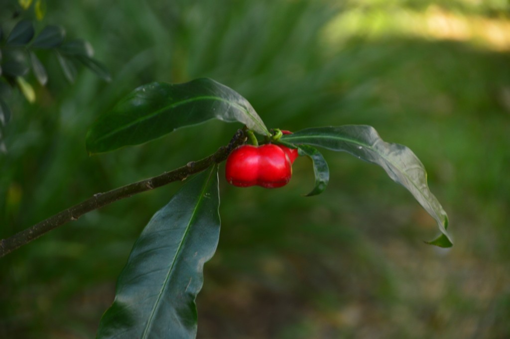 Foto de Alajuela, Costa Rica