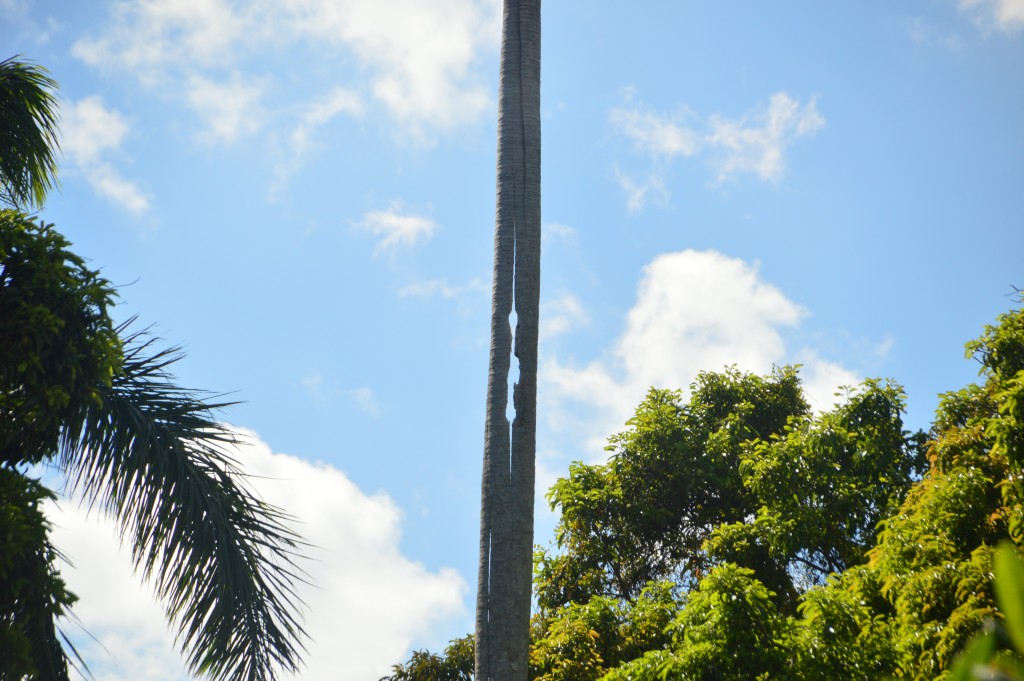 Foto de Alajuela, Costa Rica