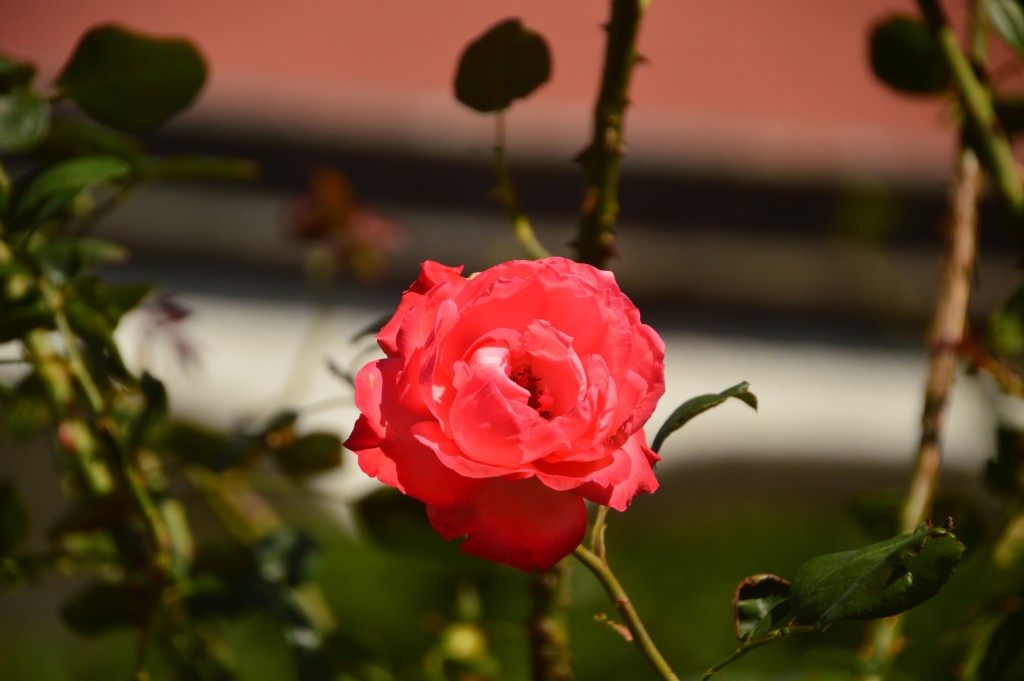 Foto de Alajuela, Costa Rica