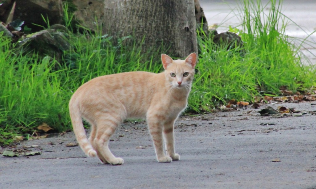 Foto: Gatito - Alceda (Cantabria), España
