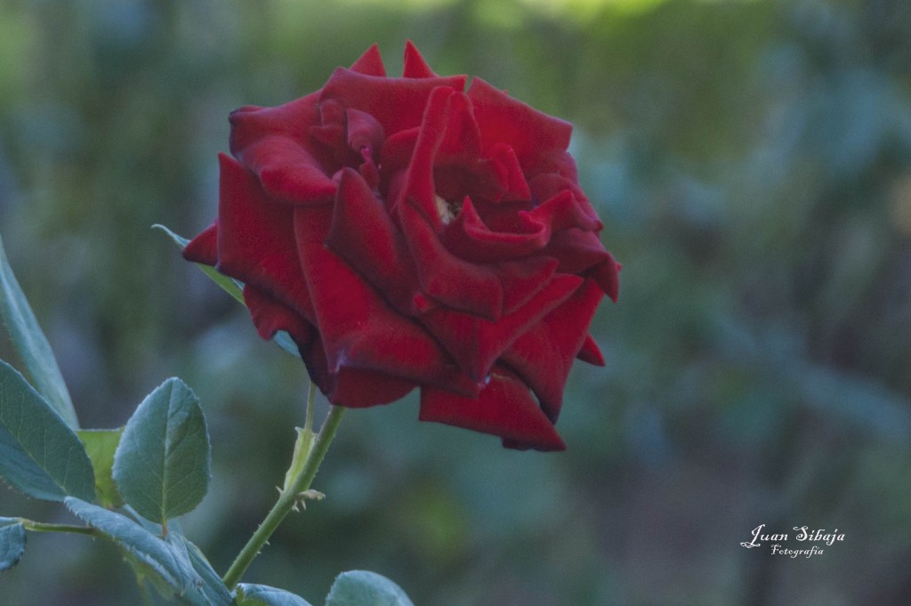 Foto de Alajuela, Costa Rica