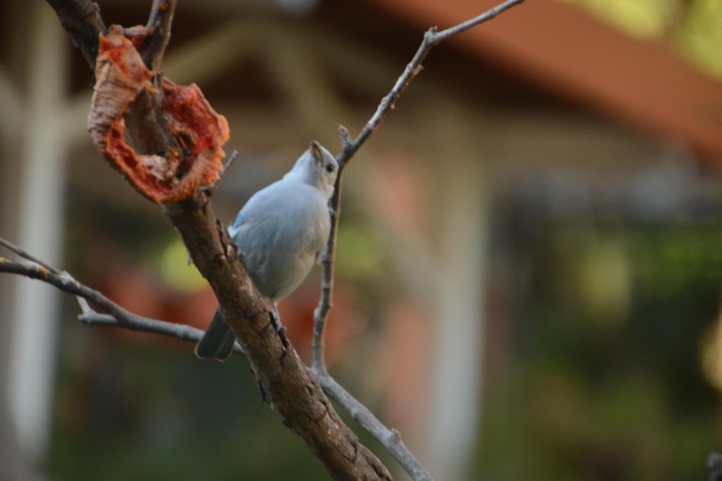 Foto de Villa Bonita (Alajuela), Costa Rica