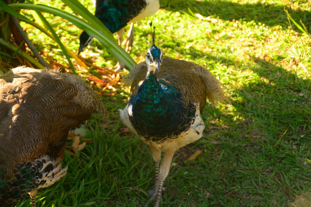 Foto de Villa Bonita (Alajuela), Costa Rica
