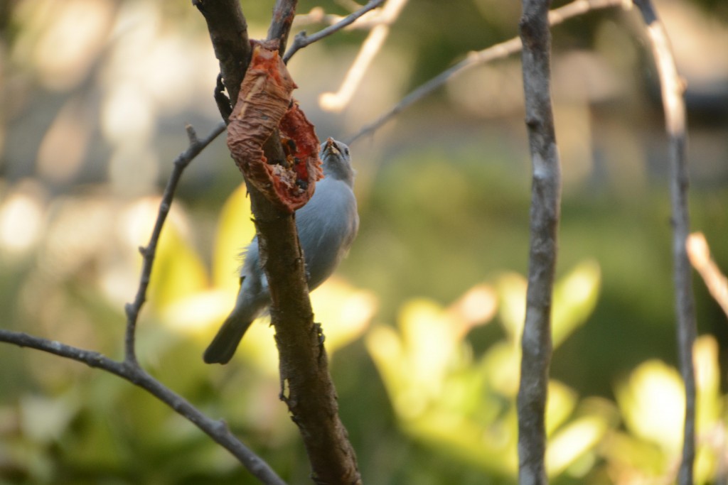 Foto de Villa Bonita (Alajuela), Costa Rica
