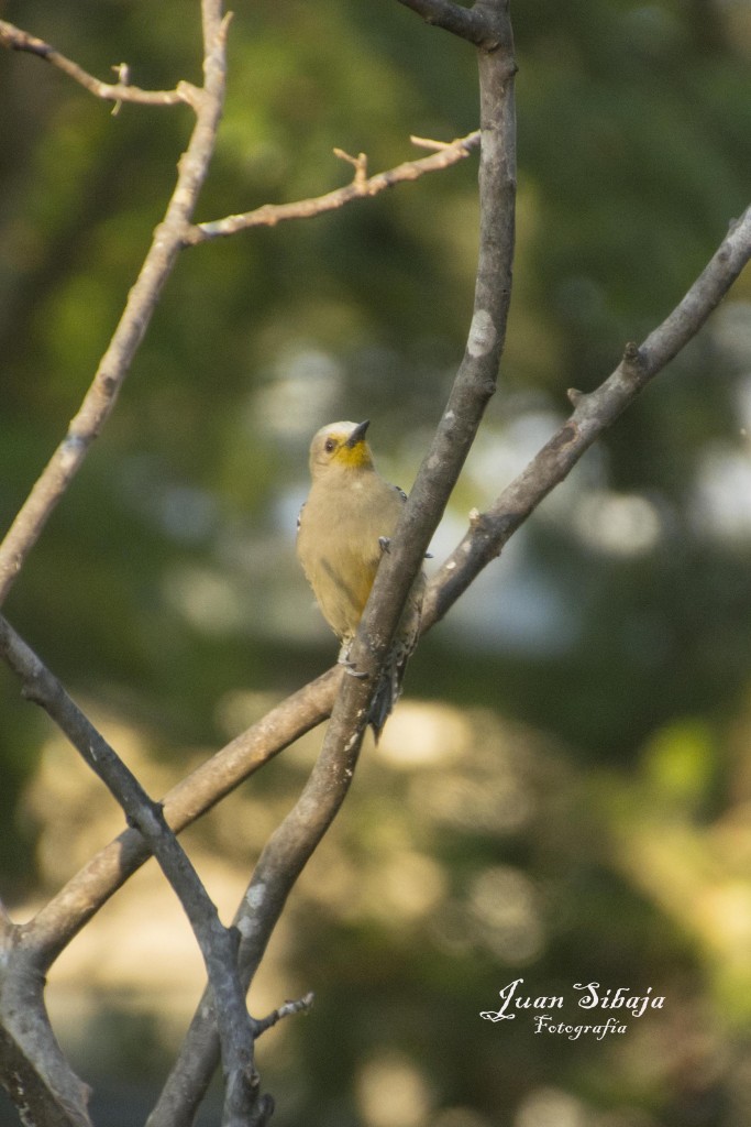 Foto de Villa Bonita (Alajuela), Costa Rica