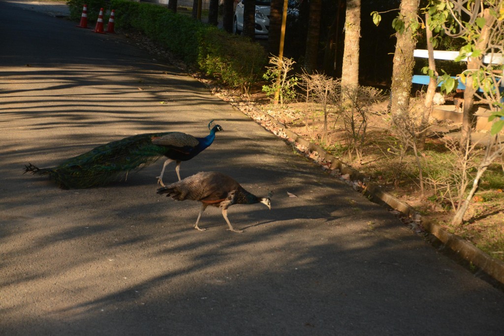Foto de Villa Bonita (Alajuela), Costa Rica