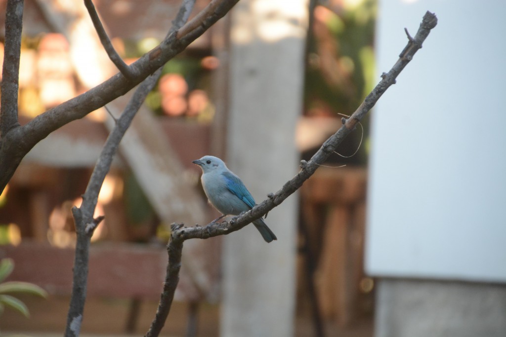 Foto de Villa Bonita (Alajuela), Costa Rica