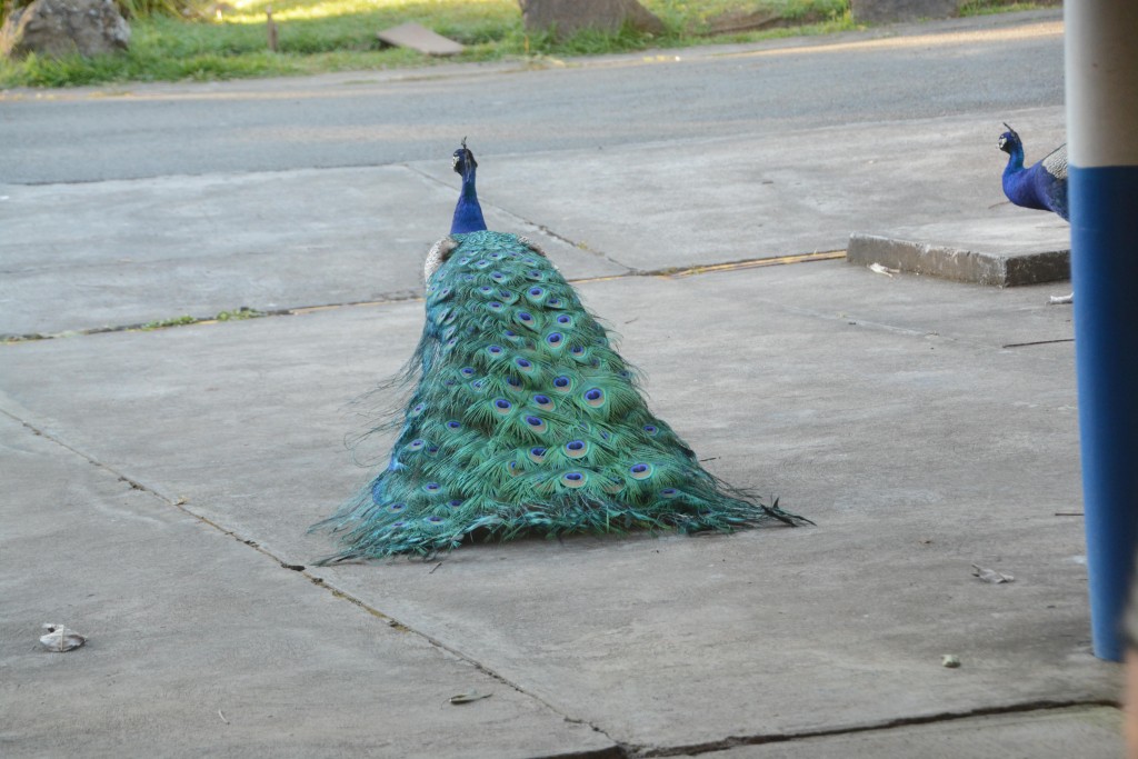 Foto de Villa Bonita (Alajuela), Costa Rica