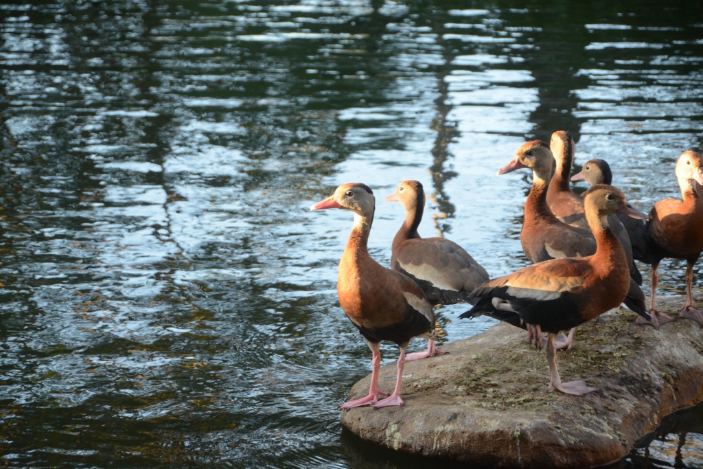 Foto de Villa Bonita (Alajuela), Costa Rica