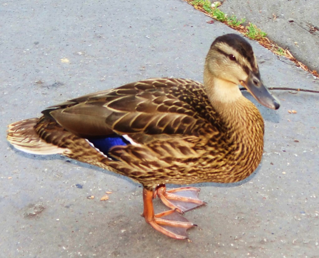 Foto: Pałac w Wilanowie - Wilanów (Masovian Voivodeship), Polonia