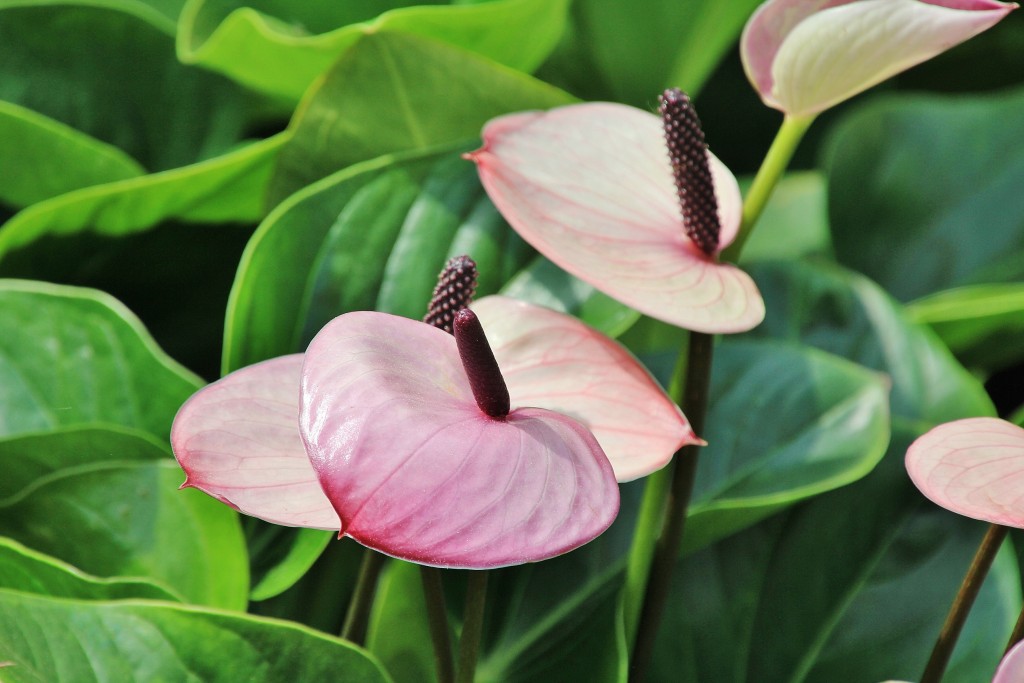 Foto: Girona en flor 2018 - Girona (Cataluña), España