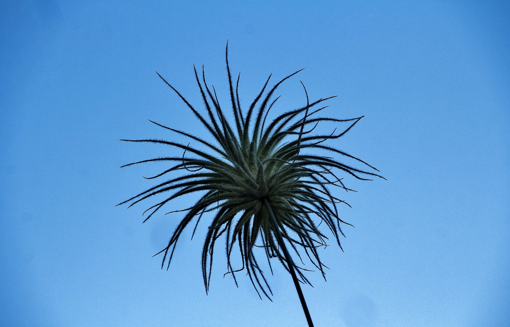 Foto: Girona en flor 2018 - Girona (Cataluña), España