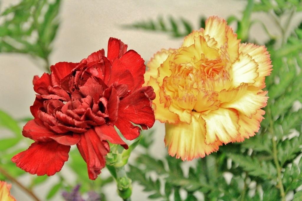 Foto: Girona en flor 2018 - Girona (Cataluña), España