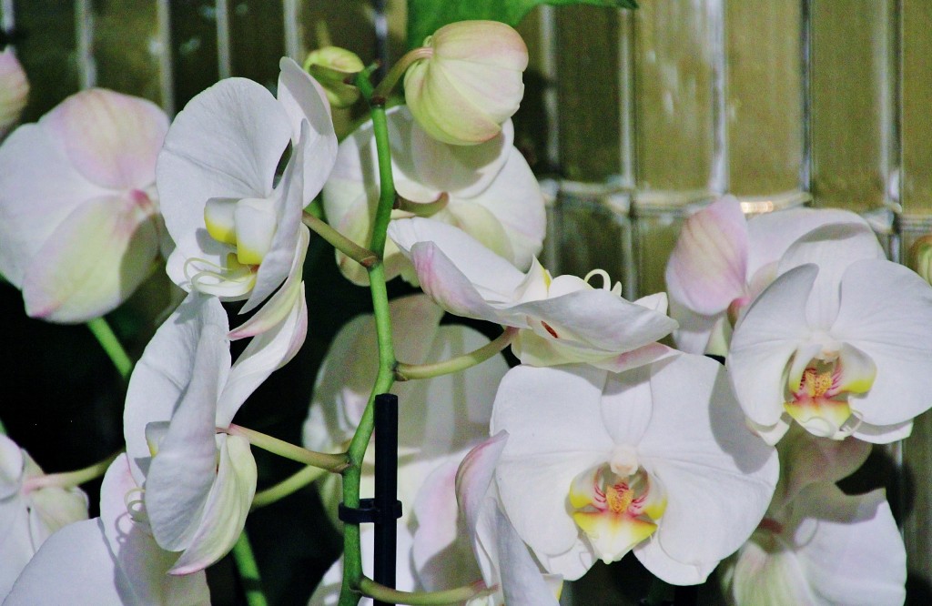 Foto: Girona en flor 2018 - Girona (Cataluña), España