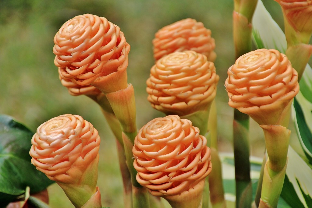 Foto: Girona en flor 2018 - Girona (Cataluña), España