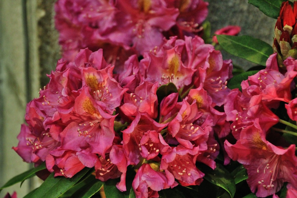 Foto: Girona en flor 2018 - Girona (Cataluña), España