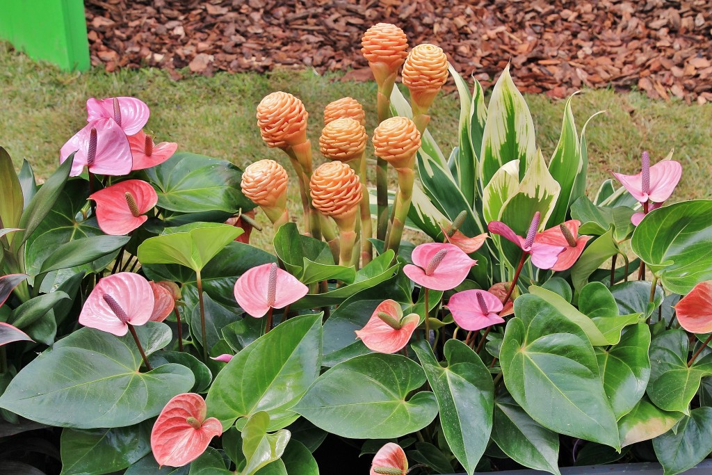 Foto: Girona en flor 2018 - Girona (Cataluña), España