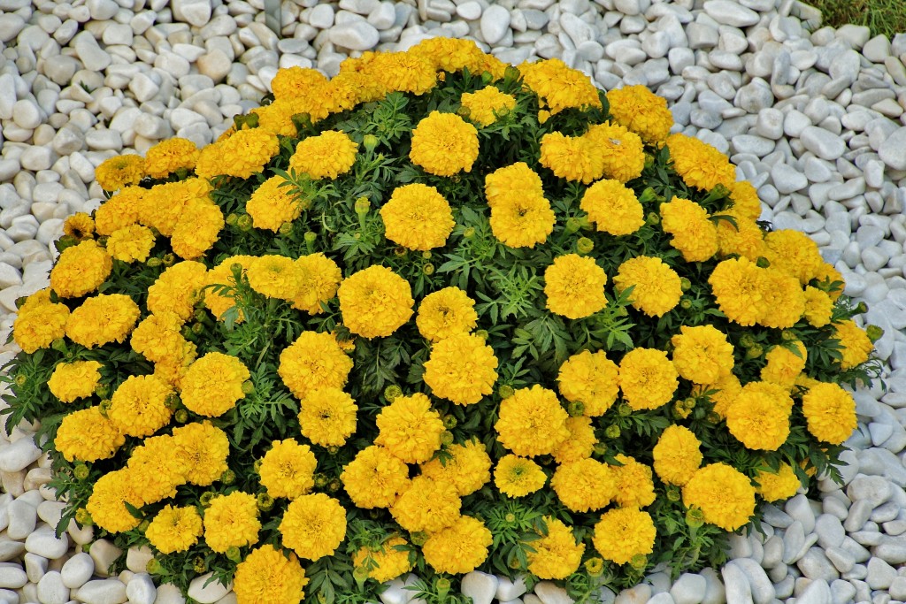 Foto: Girona en flor 2018 - Girona (Cataluña), España