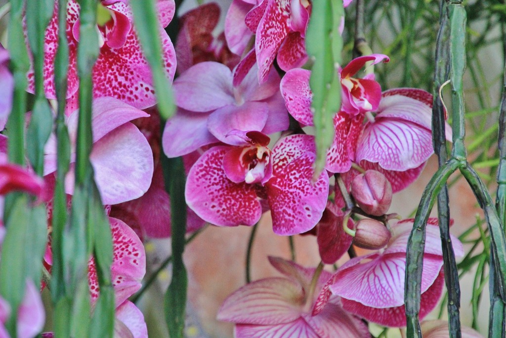 Foto: Girona en flor 2018 - Girona (Cataluña), España
