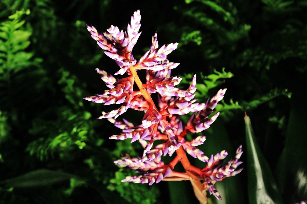 Foto: Girona en flor 2018 - Girona (Cataluña), España