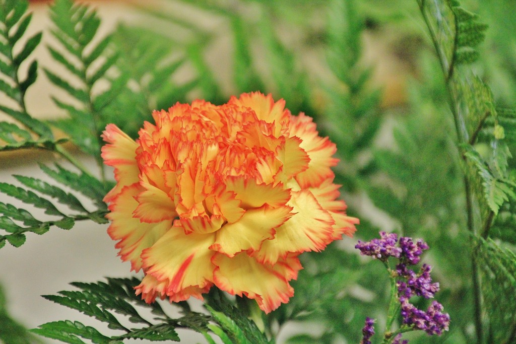 Foto: Girona en flor 2018 - Girona (Cataluña), España