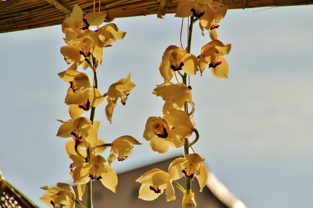Foto: Girona en flor 2018 - Girona (Cataluña), España