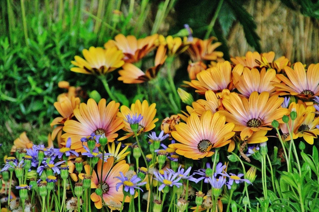 Foto: Girona en flor 2018 - Girona (Cataluña), España