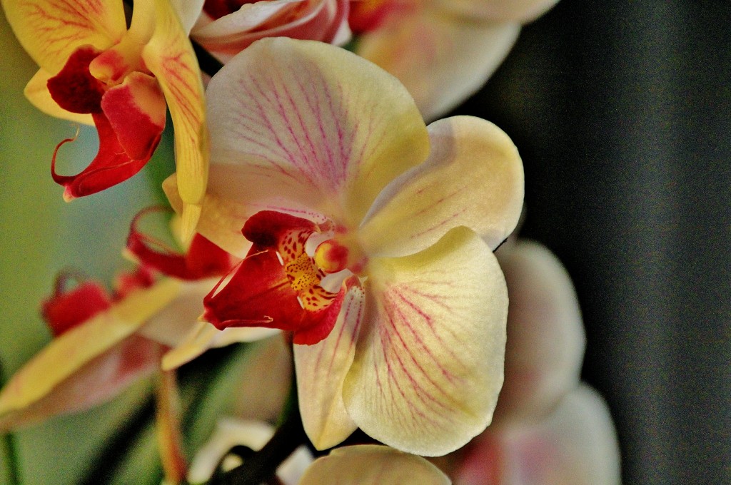 Foto: Girona en flor 2018 - Girona (Cataluña), España