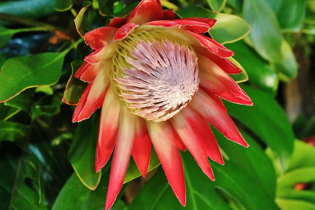 Foto: Girona en flor 2018 - Girona (Cataluña), España