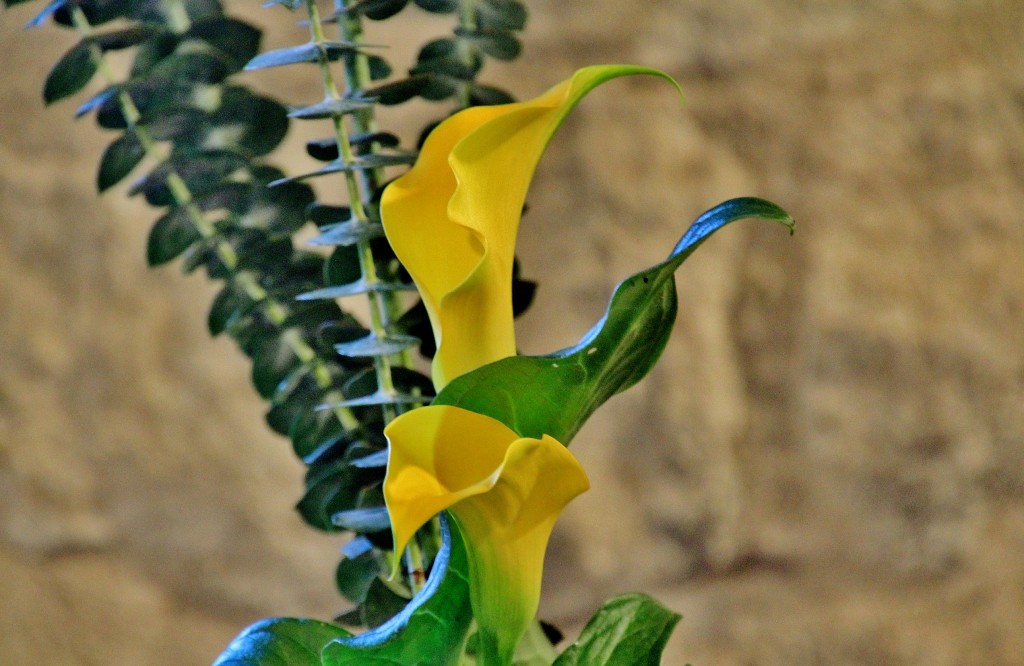 Foto: Girona en flor 2018 - Girona (Cataluña), España