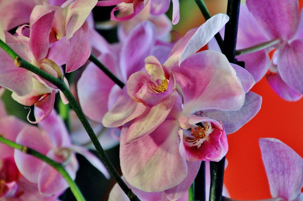 Foto: Girona en flor 2018 - Girona (Cataluña), España