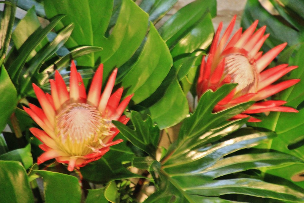 Foto: Girona en flor 2018 - Girona (Cataluña), España