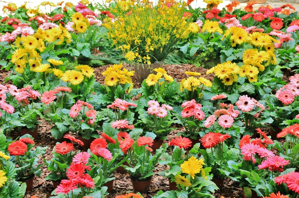 Foto: Girona en flor 2018 - Girona (Cataluña), España