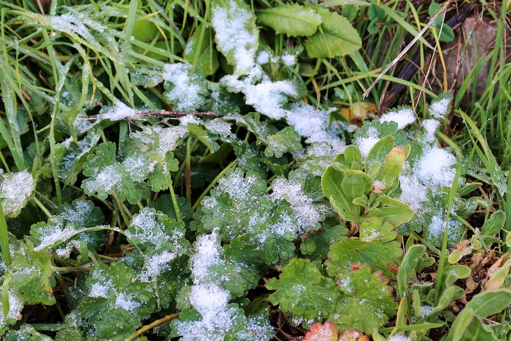 Foto: Nieve - Villoslada de Cameros (La Rioja), España