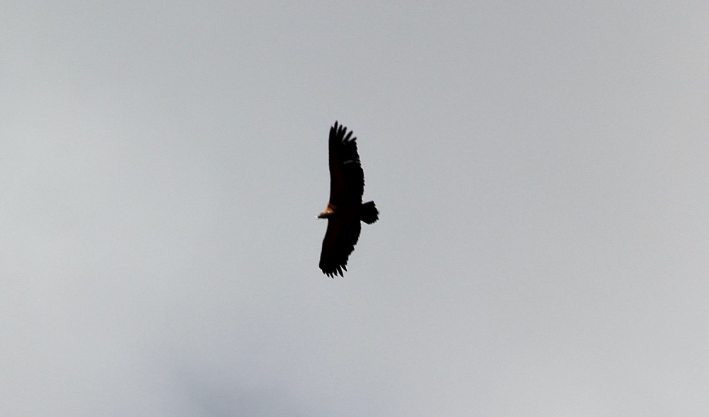 Foto: Bichito - Lumbreras (La Rioja), España