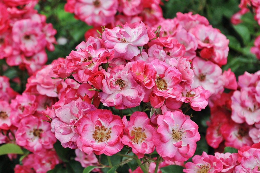 Foto: Parque Cervantes - Barcelona (Cataluña), España