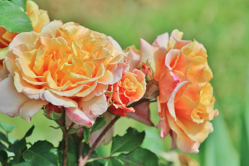 Foto: Parque Cervantes - Barcelona (Cataluña), España