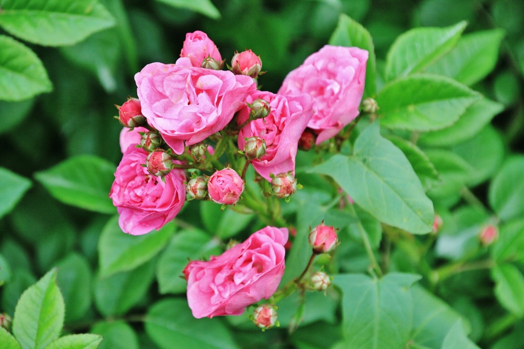 Foto: Parque Cervantes - Barcelona (Cataluña), España