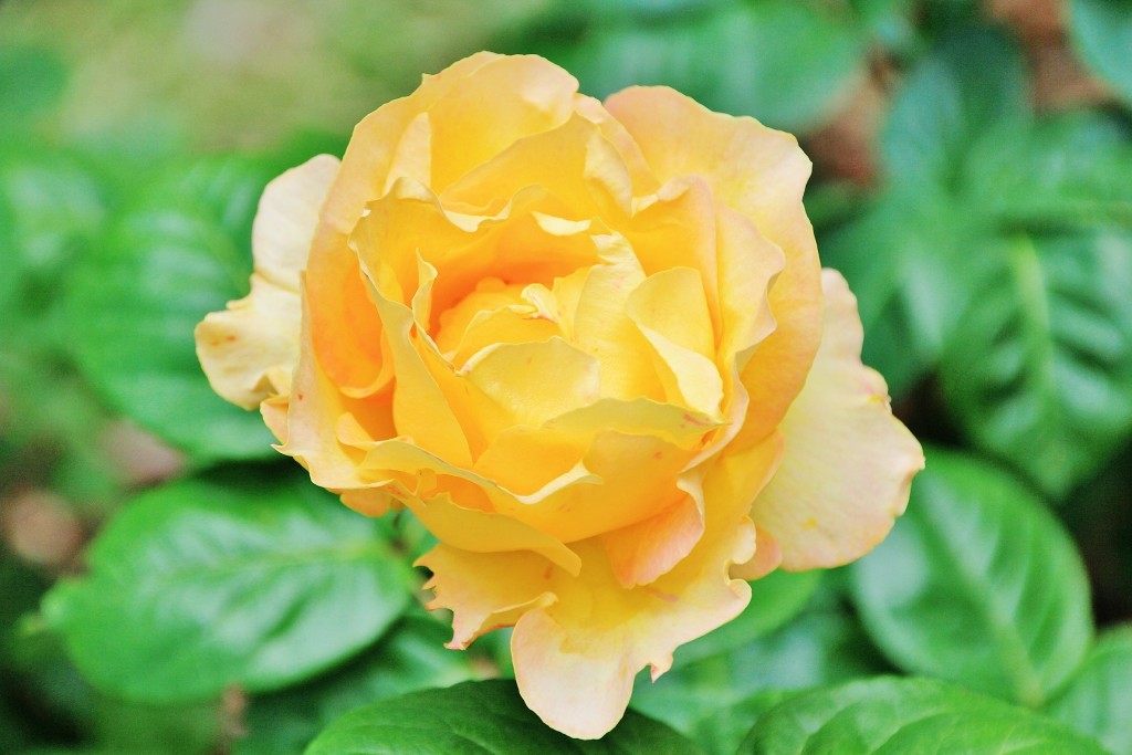 Foto: Parque Cervantes - Barcelona (Cataluña), España