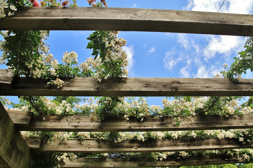Foto: Parque Cervantes - Barcelona (Cataluña), España