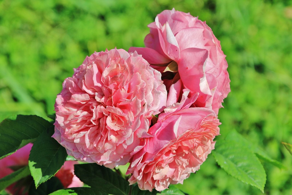 Foto: Parque Cervantes - Barcelona (Cataluña), España