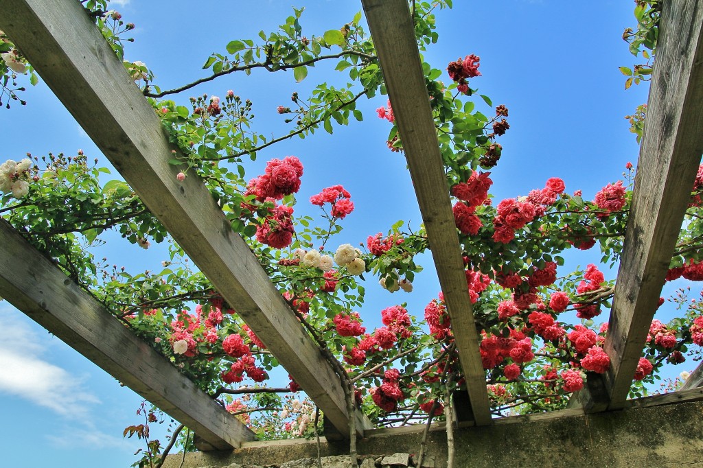 Foto: Parque Cervantes - Barcelona (Cataluña), España