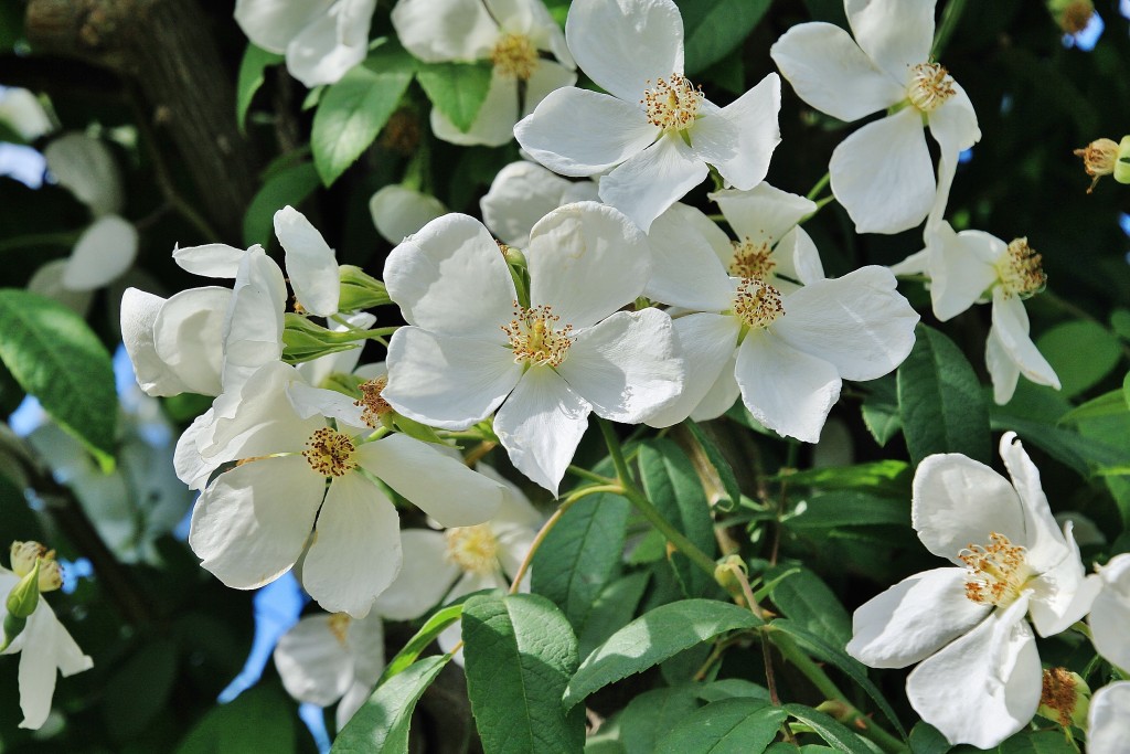 Foto: Parque Cervantes - Barcelona (Cataluña), España