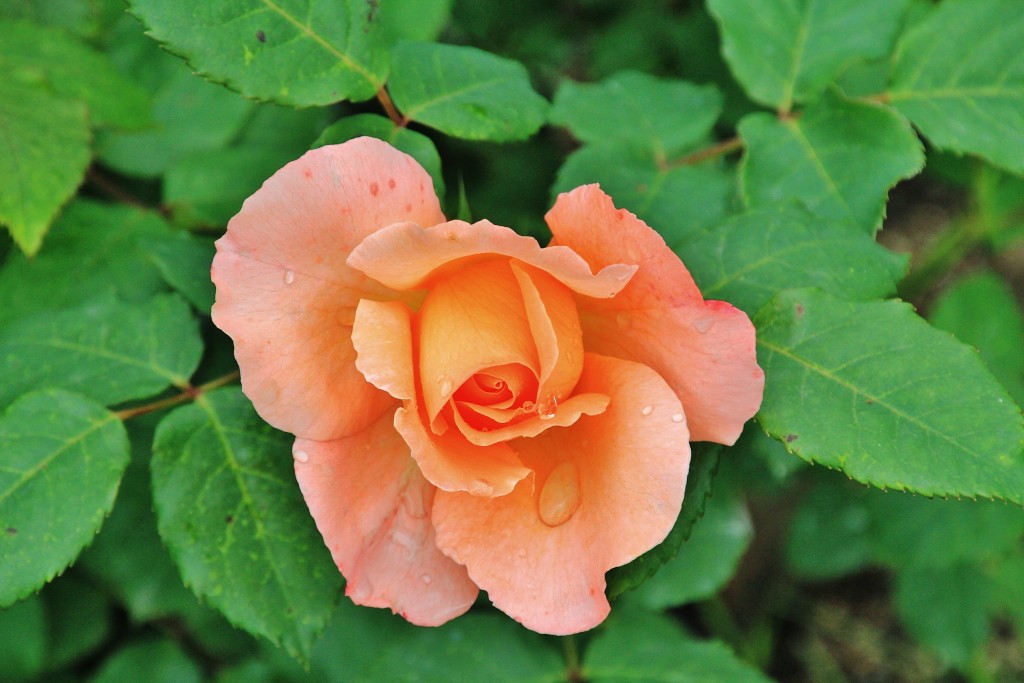 Foto: Parque Cervantes - Barcelona (Cataluña), España