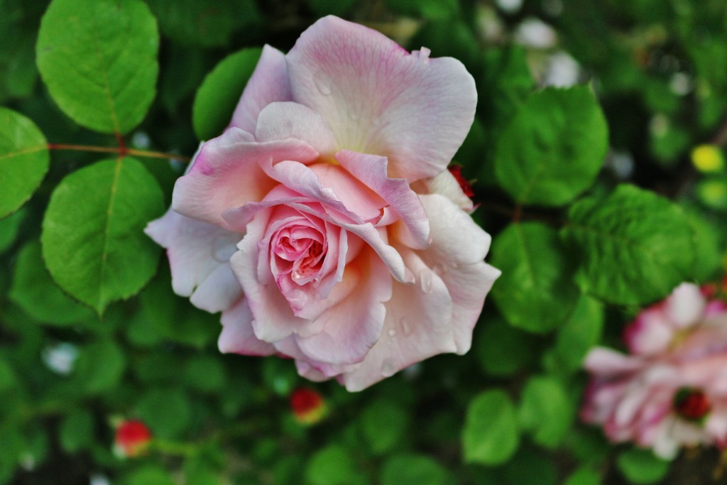 Foto: Parque Cervantes - Barcelona (Cataluña), España