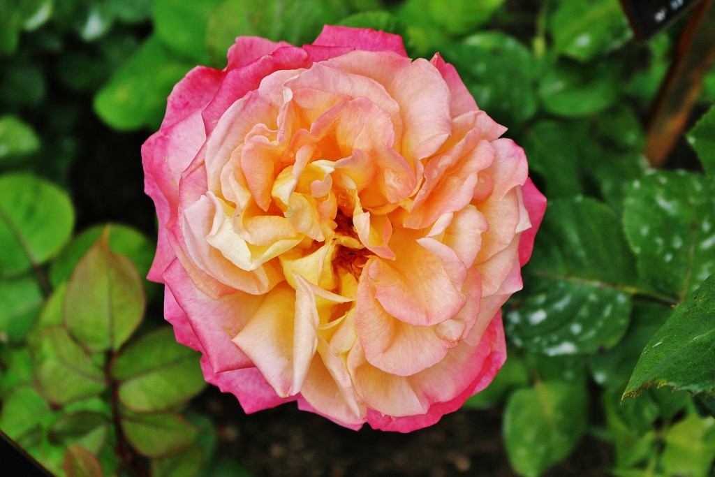 Foto: Parque Cervantes - Barcelona (Cataluña), España