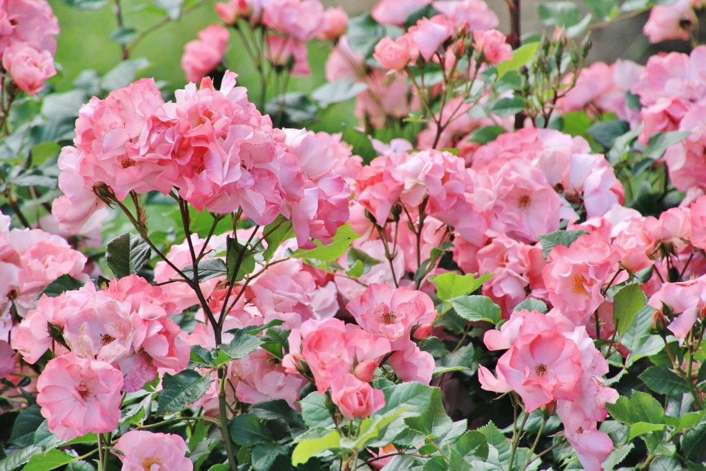 Foto: Parque Cervantes - Barcelona (Cataluña), España