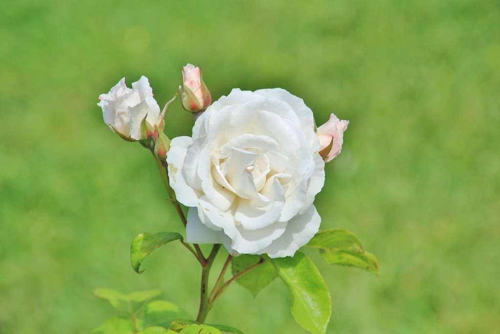 Foto: Parque Cervantes - Barcelona (Cataluña), España